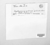 Hysterium pulicare image